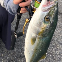 神戸湾奥　ハマチツバスハマチ