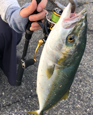 神戸湾奥　ハマチツバスハマチ