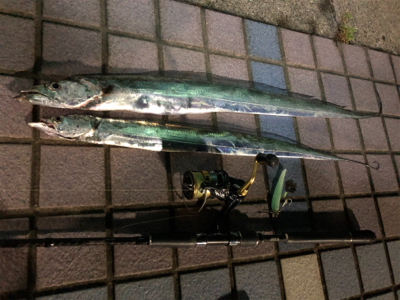 タチウオフィーバー