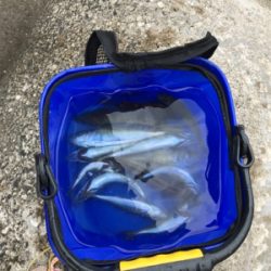 アジ ガシラ ベラ