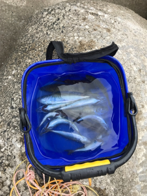 アジ ガシラ ベラ