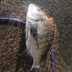 和歌山で紀州釣り