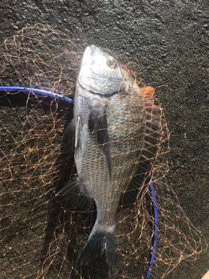 和歌山で紀州釣り