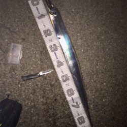 アタリ少ないですがやっと入ってきた!