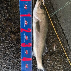 回遊シーバス ゲット