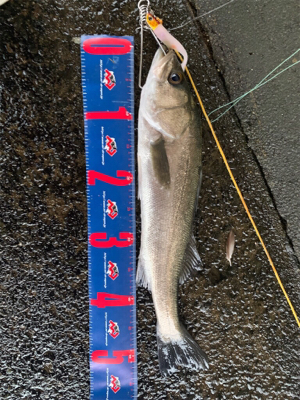 回遊シーバス ゲット