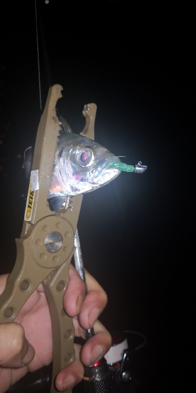 アジング練習23