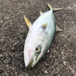 シブかったけどなんとか！