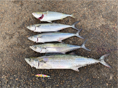 ショアジギング