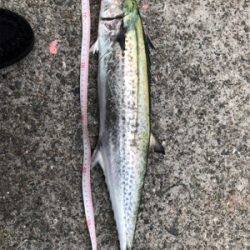 芦屋でも良型！