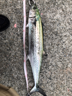 芦屋でも良型！