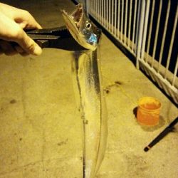 シーズン初タチ