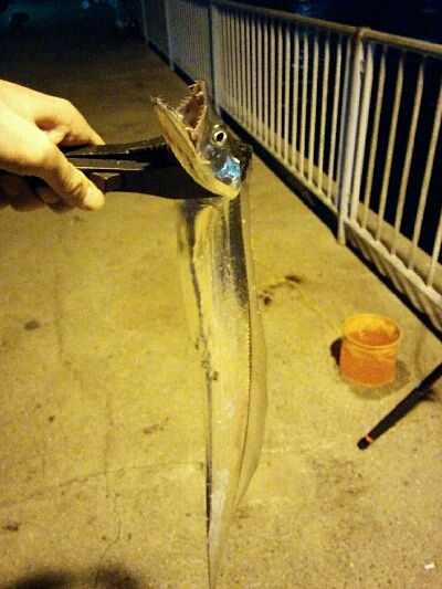 シーズン初タチ