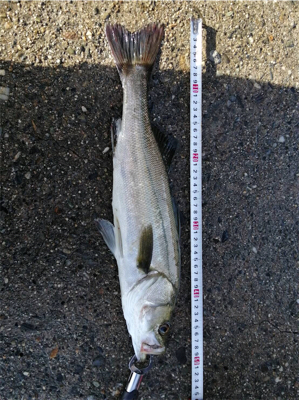 ツバス狙いが...