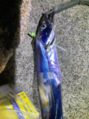 今季初タチウオ