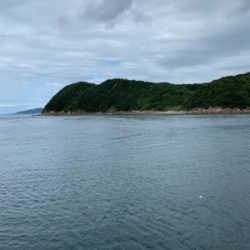 台風後のアオリイカは…