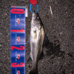 シャローエリア 水深約80cmでシーバス (フラペンs65)