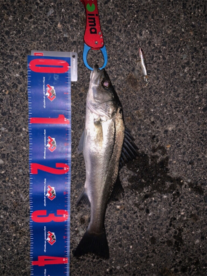 シャローエリア 水深約80cmでシーバス …