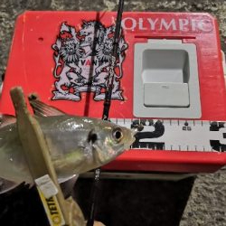 アジング練習24