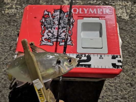 アジング練習24