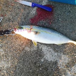 青物釣れてます