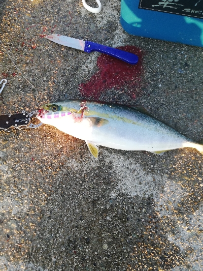 青物釣れてます