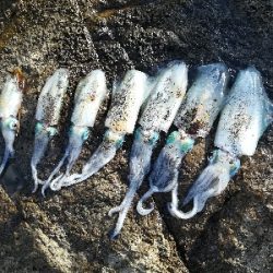 第二回アオリイカ調査