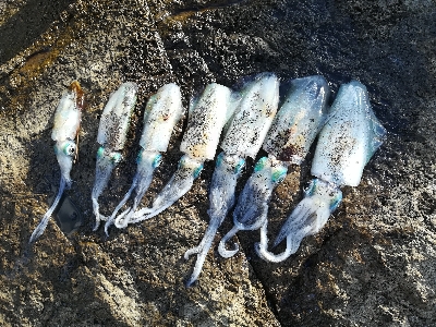 第二回アオリイカ調査