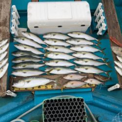 阿波哲 伊島沖便 近海ベイジギング
