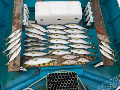 阿波哲 伊島沖便 近海ベイジギング