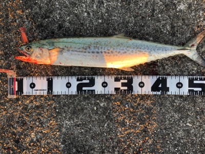 ハマチが釣りたくて…