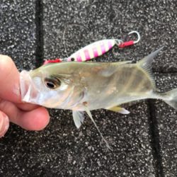 ショアジギ不発でライトゲーム