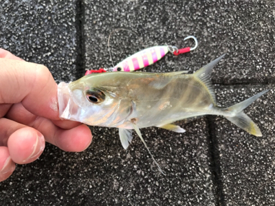 ショアジギ不発でライトゲーム