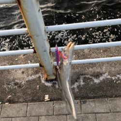 釣れるが小さい