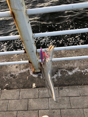 釣れるが小さい