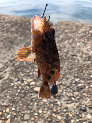 青物狙いのガシラかな