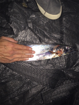 準ドラゴン！？