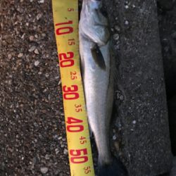 メジロ級のシーバス~お前じゃねぇんだなぁを添えて~