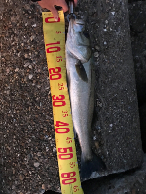 メジロ級のシーバス~お前じゃねぇんだなぁを…