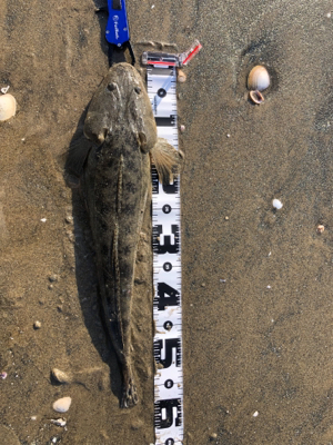 朝マズメの下げ潮マゴチ