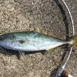 ハマチラーッシュ！！