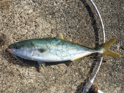 ハマチラーッシュ！！