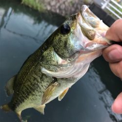 買いたてのルアー鯉に取られた!!