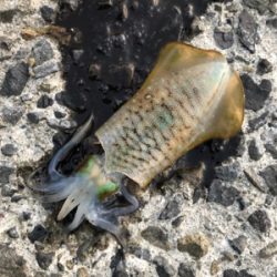 アジング&エギング