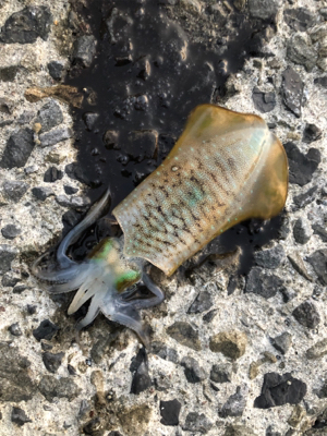 アジング&エギング