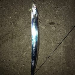 タチウオ開幕^ – ^