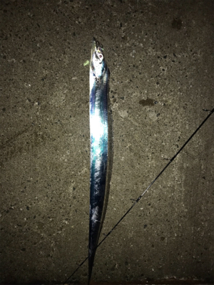 タチウオ開幕^ - ^