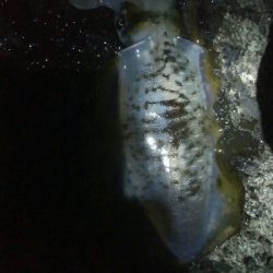 アオリイカ6杯！バラシ1杯