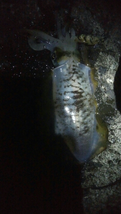 アオリイカ6杯！バラシ1杯