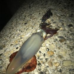 久しぶりのイカGET\(^o^)/